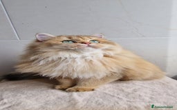 Scottish gatti in vendita: ATTENZIONE SCOTTISH DA RIPRODUZIONE  a Provincia di Pavia - Immagine 5
