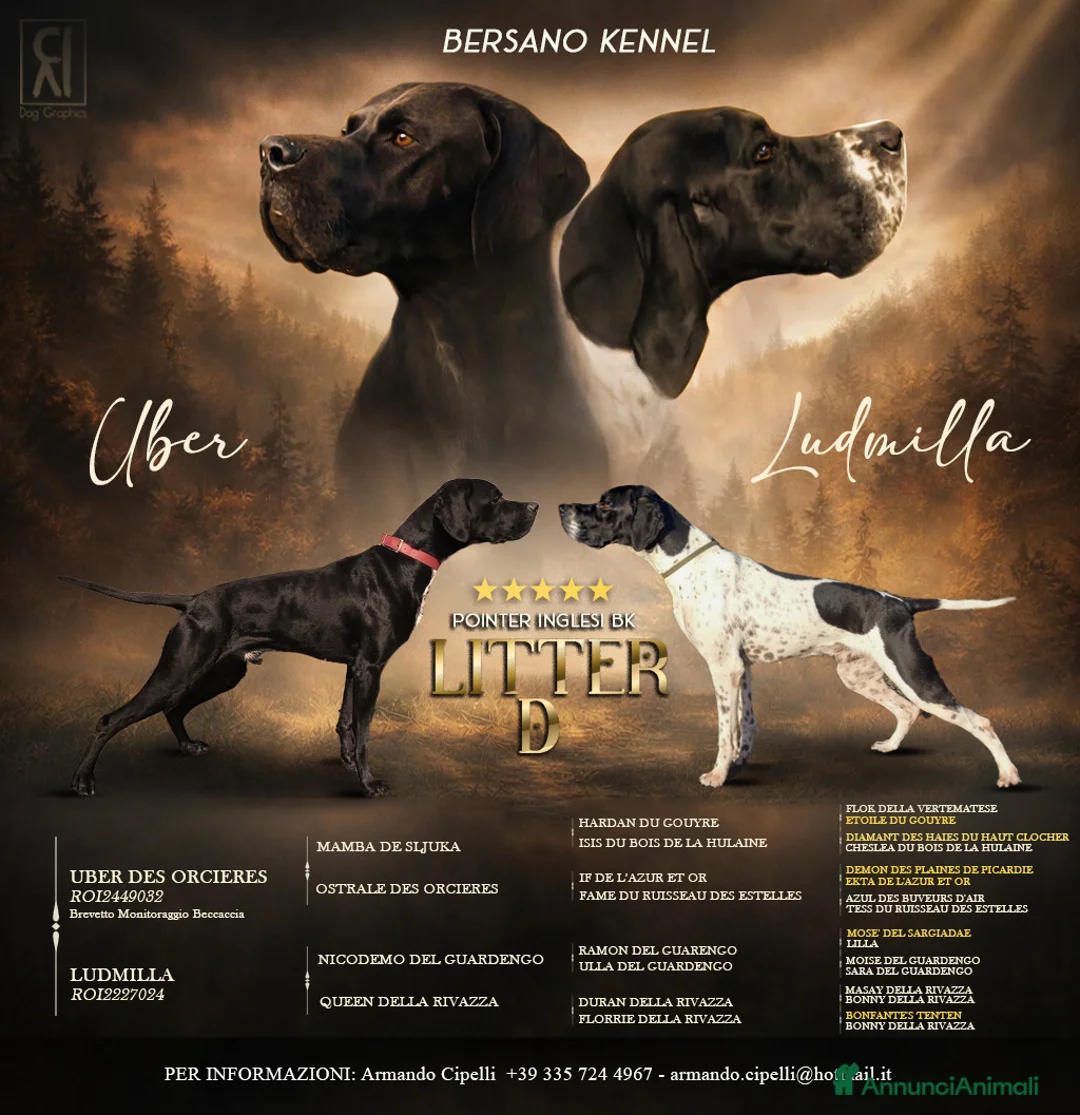 Pointer cani in vendita: Cuccioli di pointer inglese - Annuncio 1