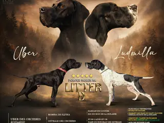 Pointer cani Cuccioli di pointer inglese - Annuncio 25