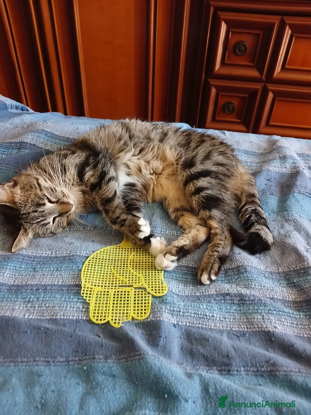 Meticcio gatti in regalo: GATTINI E GATTI MERAVIGLIOSI  a Provincia di Piacenza - Annuncio 1