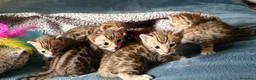 Bengala gatti in vendita: Meravigliosi Gattini Bengala - Annuncio 1