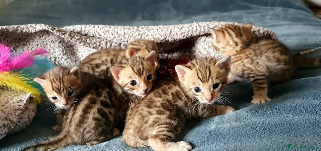 Bengala gatti in vendita: Meravigliosi Gattini Bengala - Annuncio 1