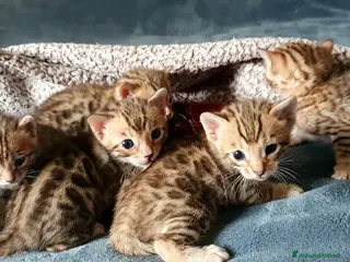 Bengala gatti Meravigliosi Gattini Bengala - Annuncio 18
