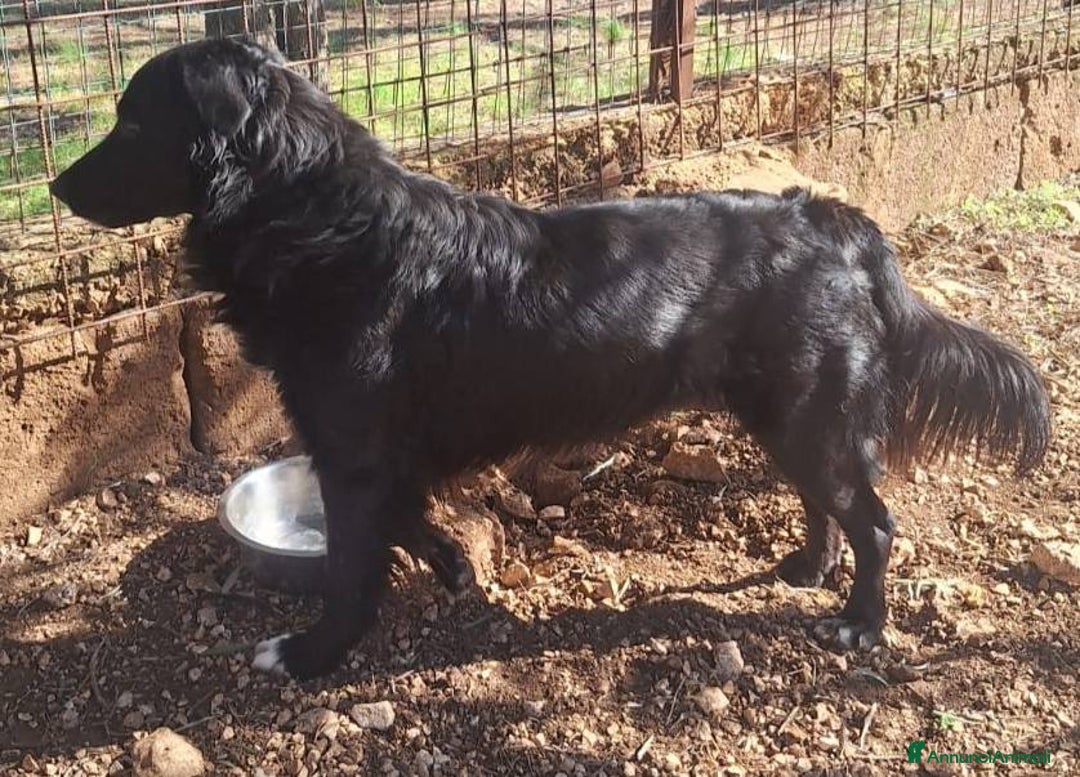 Meticcio cani in regalo: Sansone cagnolino speciale adatto a tutti - Annuncio 11