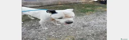 Meticcio cani in regalo: Adozione urgente per il dolce Klaus  a Roma - Annuncio 3