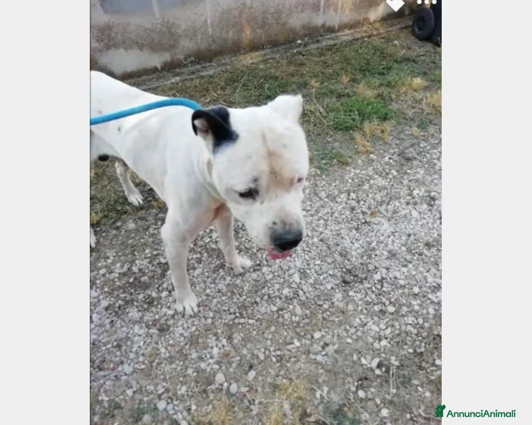 Meticcio cani in regalo: Adozione urgente per il dolce Klaus  a Roma - Annuncio 3