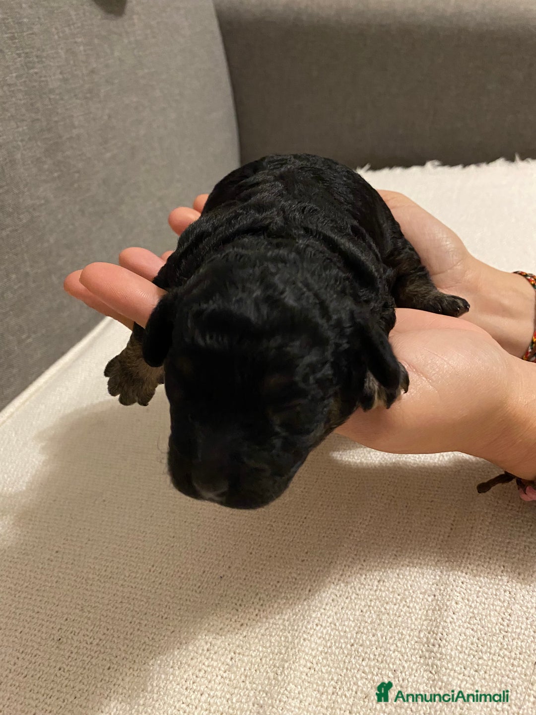 Barboncino cani in vendita: Cuccioli di barboncino  - Annuncio 9