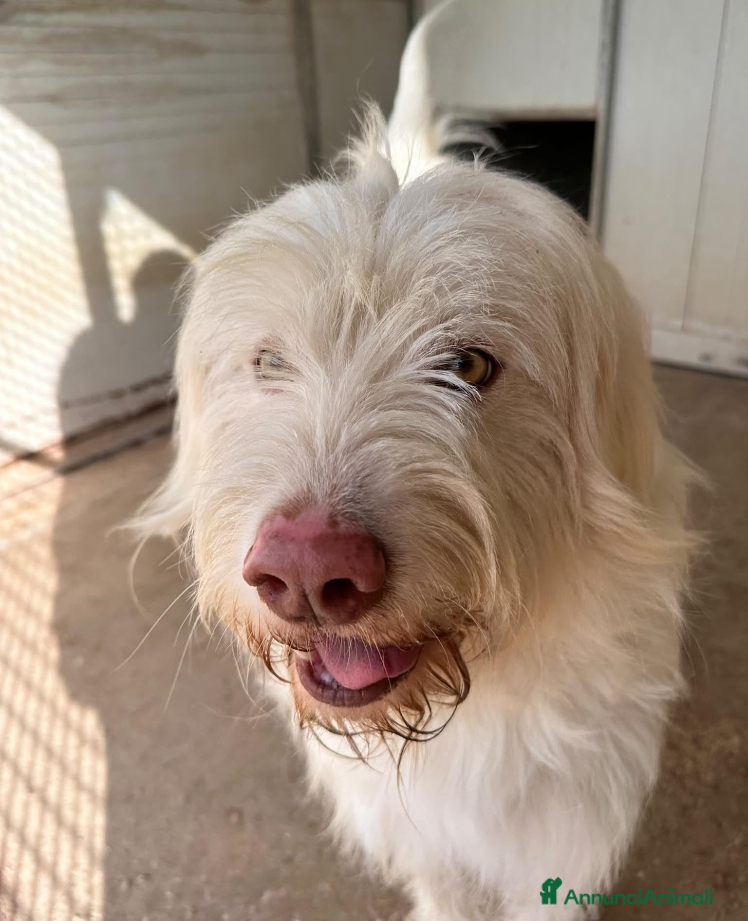 Meticcio cani TRADITO DALLA SUA FAMIGLIA! CAMILLO - Annuncio 13