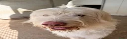 Meticcio cani in regalo: TRADITO DALLA SUA FAMIGLIA! CAMILLO a Provincia di Ferrara - Annuncio 1