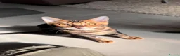 Bengala gatti in vendita: Bengala TICA Bellissimi ed Adorabili  a Città Metropolitana di Napoli - Annuncio 21