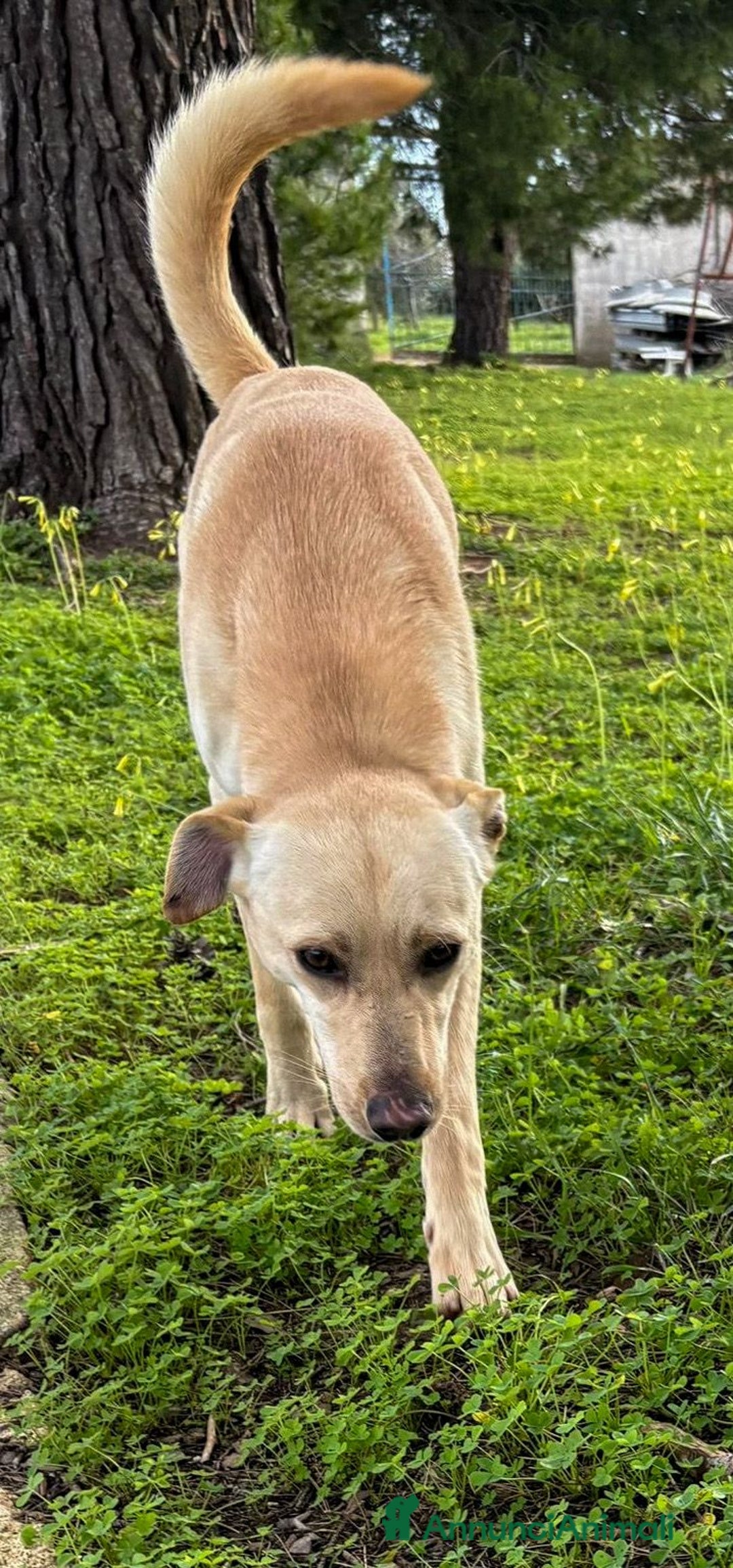 Meticcio cani in regalo: OLLY 💙-ancora aspetta: dolcissimo, nessuno chiama - Annuncio 5
