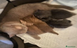 British gatti in vendita: Cuccioli British shorthair e longhair a Città metropolitana di Milano - Immagine 5