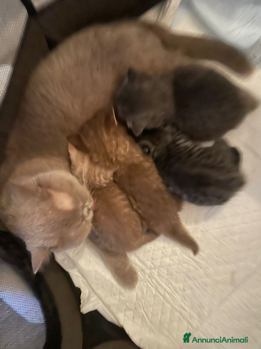 British gatti in vendita: Cuccioli British shorthair e longhair a Città metropolitana di Milano - Immagine 5