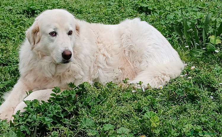 Meticcio cani a Città metropolitana di Roma Capitale - Annuncio 19