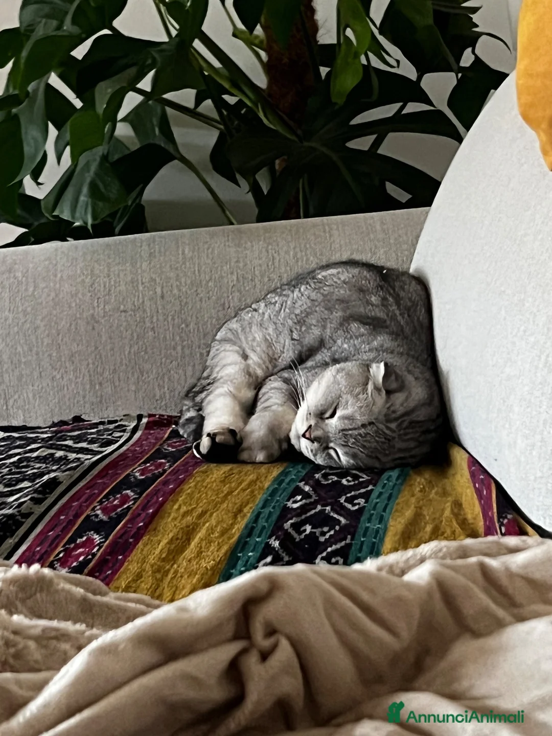 Scottish gatti in vendita: 2 Gatti maschi fratelli  - Annuncio 2