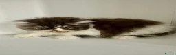 Persiano gatti in vendita: Cuccioli persiani ipertipici - Annuncio 2