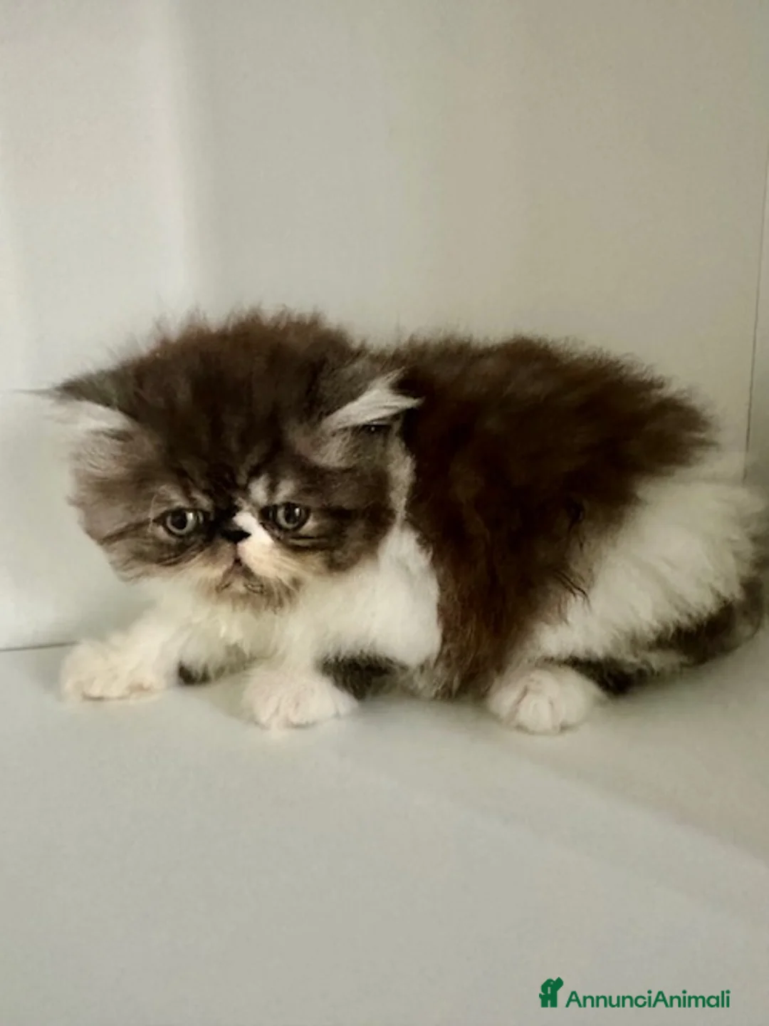 Persiano gatti in vendita: Cuccioli persiani ipertipici - Annuncio 2