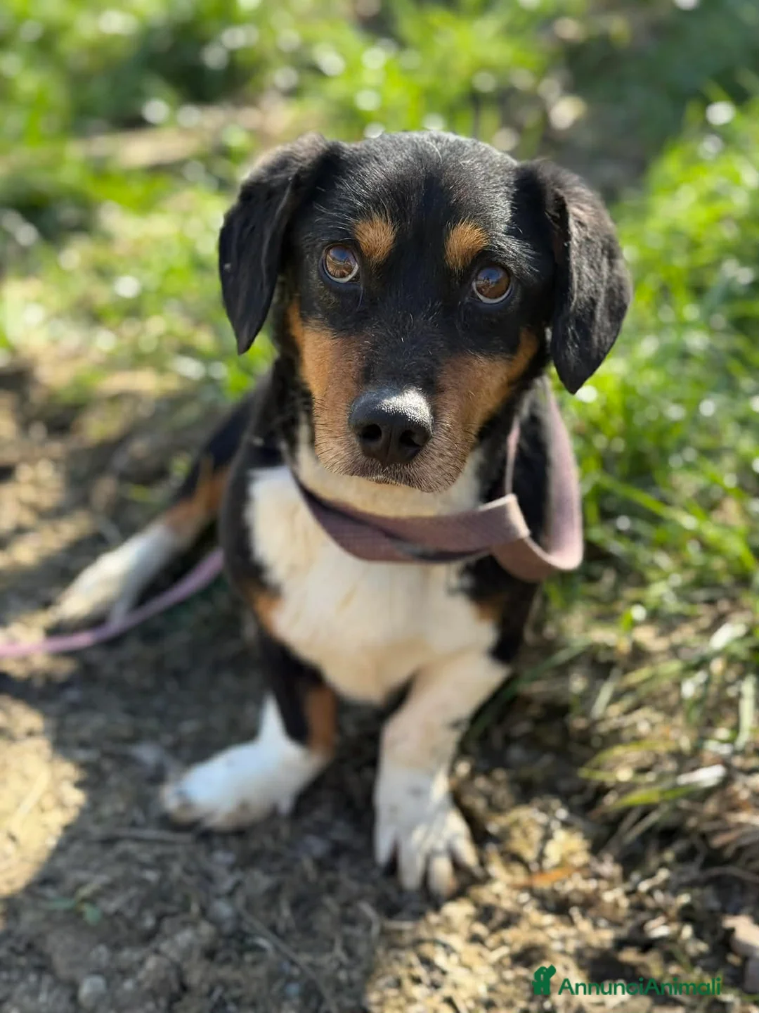 Meticcio cani in regalo: CHAPLIN, super coccolone TG PICCOLA! - Annuncio 1