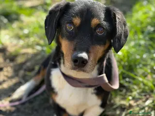 Meticcio cani CHAPLIN, super coccolone TG PICCOLA! - Annuncio 4