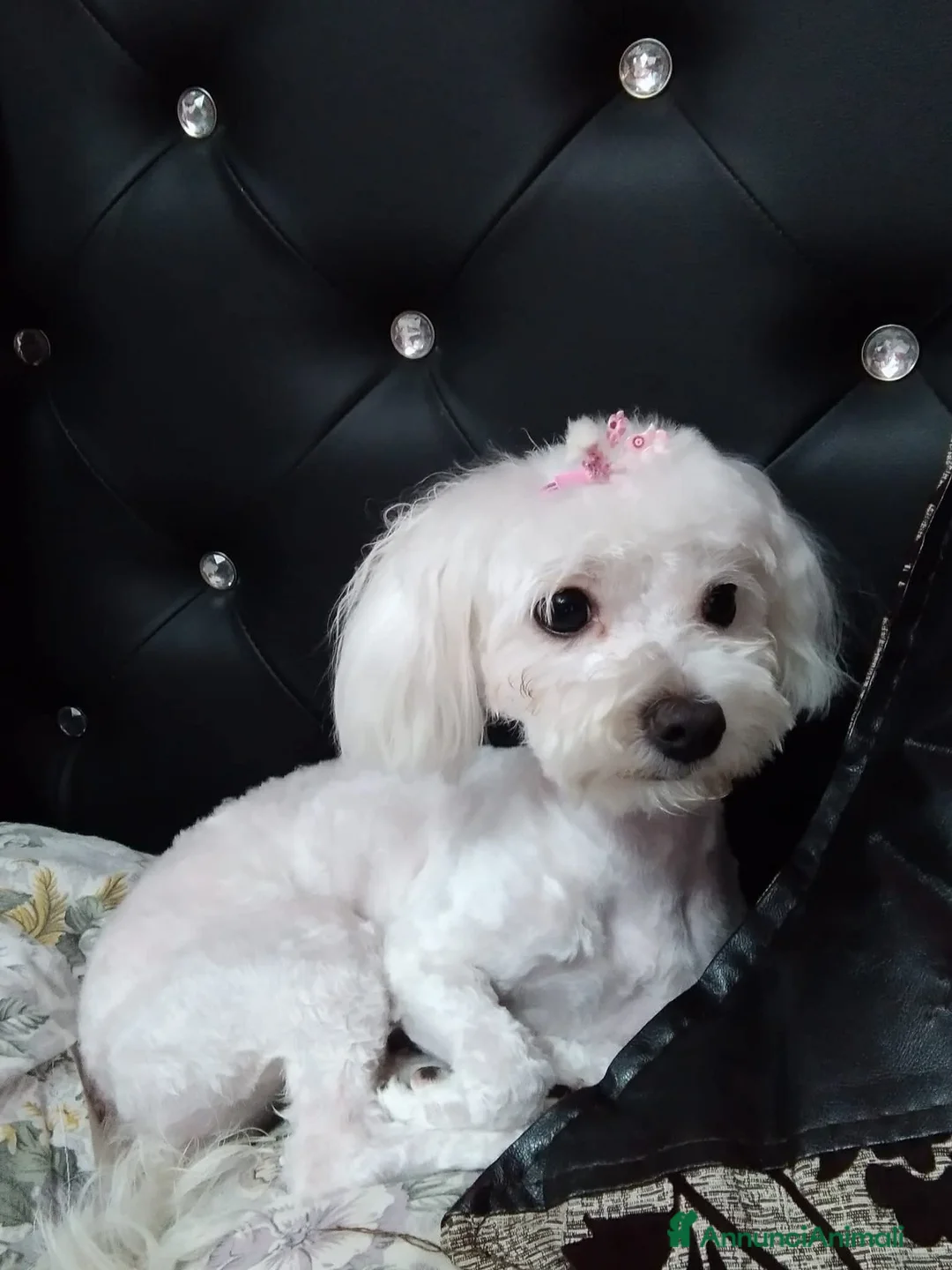 Bichon cani in vendita: Cuccioli di Bichon Maltese  - Annuncio 7