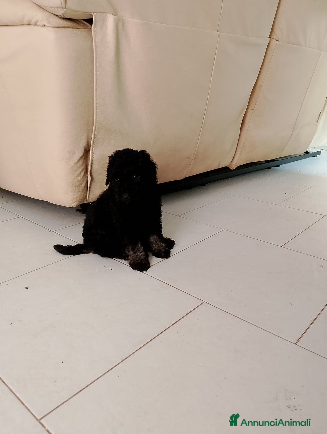 Barboncino cani in vendita: Barboncino Nano a Provincia di Avellino - Immagine 10
