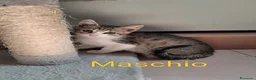 Meticcio gatti in regalo: 3 fratellini  - Annuncio 3