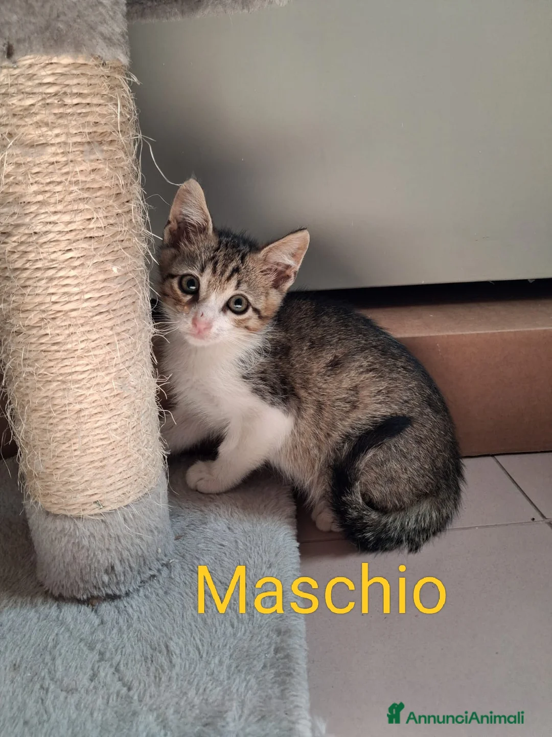 Meticcio gatti in regalo: 3 fratellini  - Annuncio 3