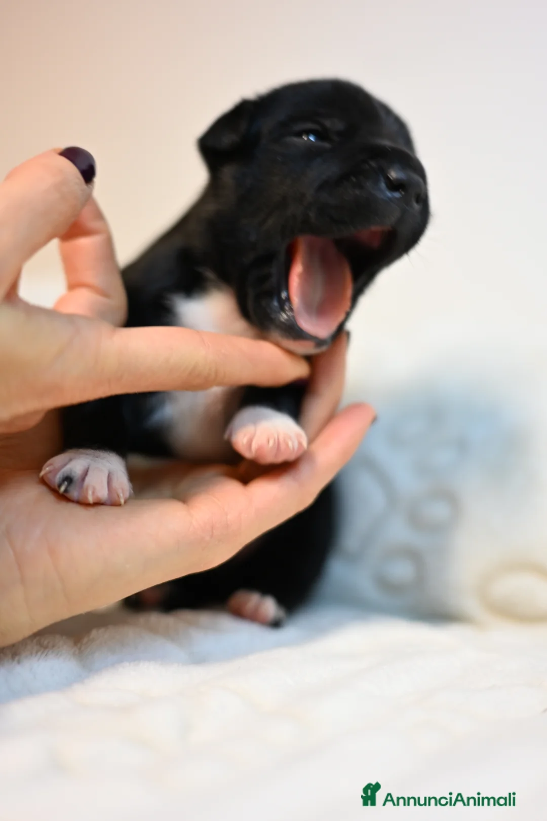 Staffordshire cani in vendita: Cuccioli di Staffordshire Bull Terrier - Annuncio 6