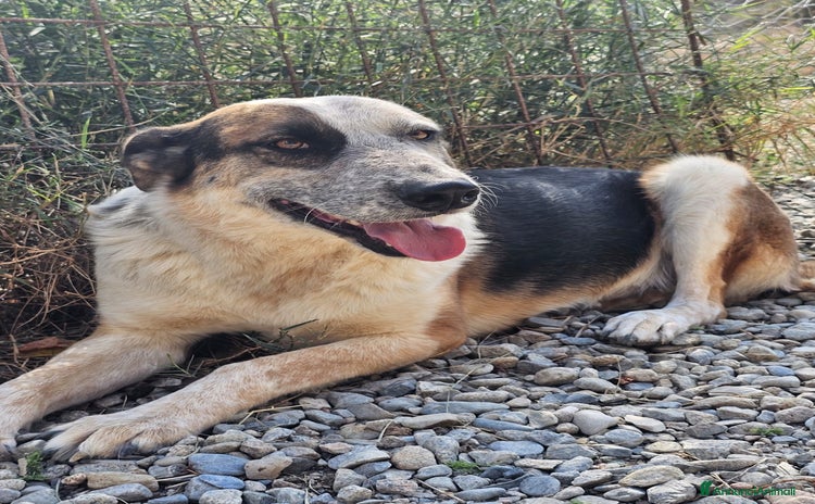 Meticcio cani Spike un gigante dal cuore tenero - Annuncio 19