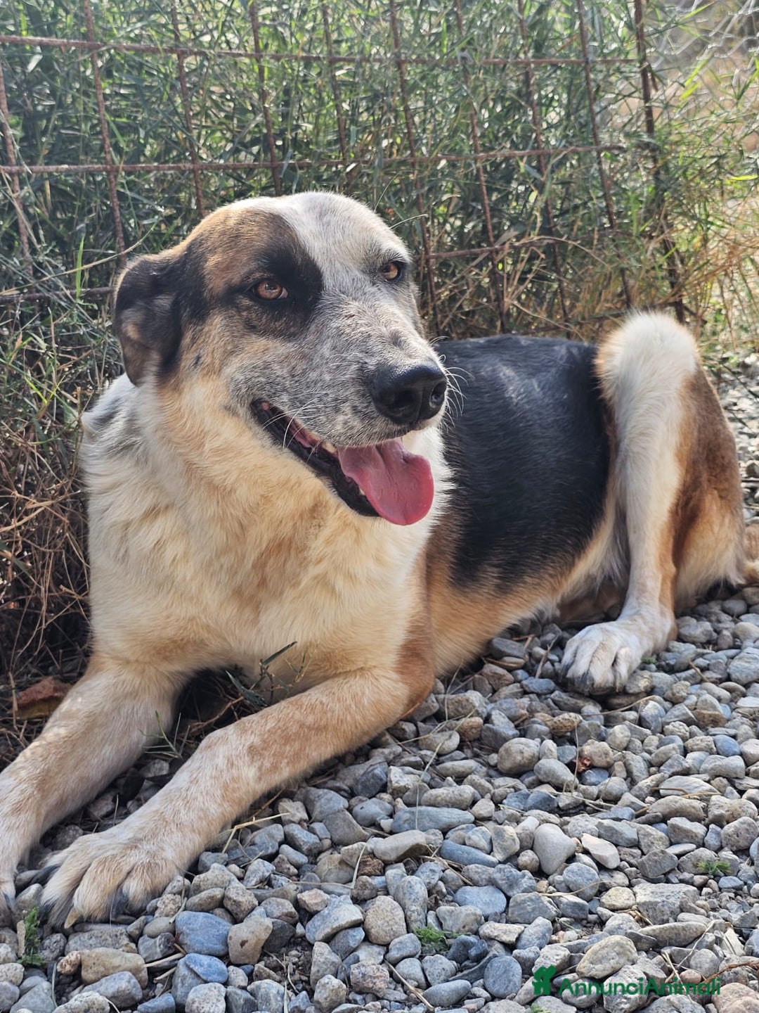 Meticcio cani in regalo: Spike un gigante dal cuore tenero - Annuncio 1