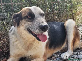 Meticcio cani in regalo: Spike un gigante dal cuore tenero - Annuncio 3