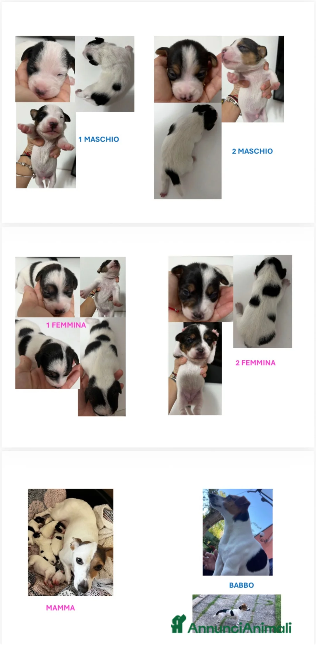 Jack Russell cani in vendita: Jack russell a Provincia di Ravenna - Annuncio 1