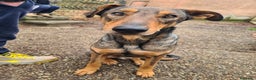 Dobermann cani in regalo: ARTU', magnifico mix DOBERMANN - Annuncio 11