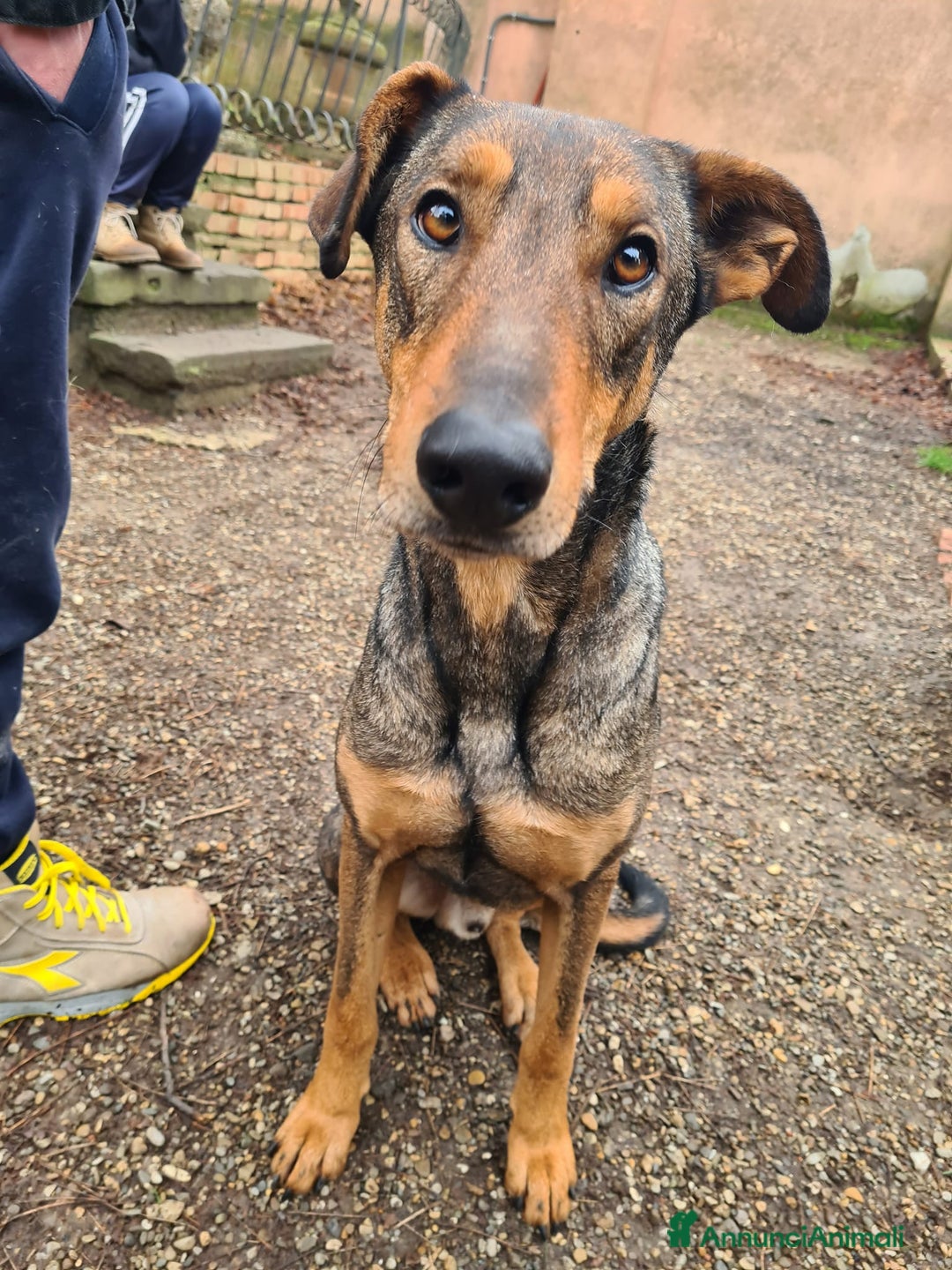 Dobermann cani in regalo: ARTU', magnifico mix DOBERMANN - Annuncio 11
