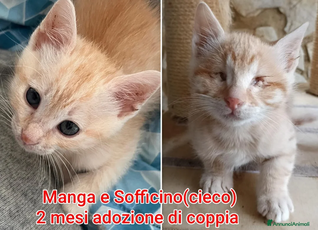 Europeo gatti in regalo: MICINI: SIAMO AL COLLASSO  a Città Metropolitana di Firenze - Annuncio 1