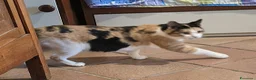 Europeo gatti in regalo: GATTINO 5 mesi - Annuncio 3
