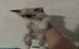 Exotic Shorthair gatti in vendita: Cuccioli gatti exotic shorthair a Provincia di Parma - Immagine 1