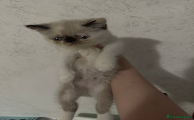 Exotic Shorthair gatti a Provincia di Parma - Annuncio 1