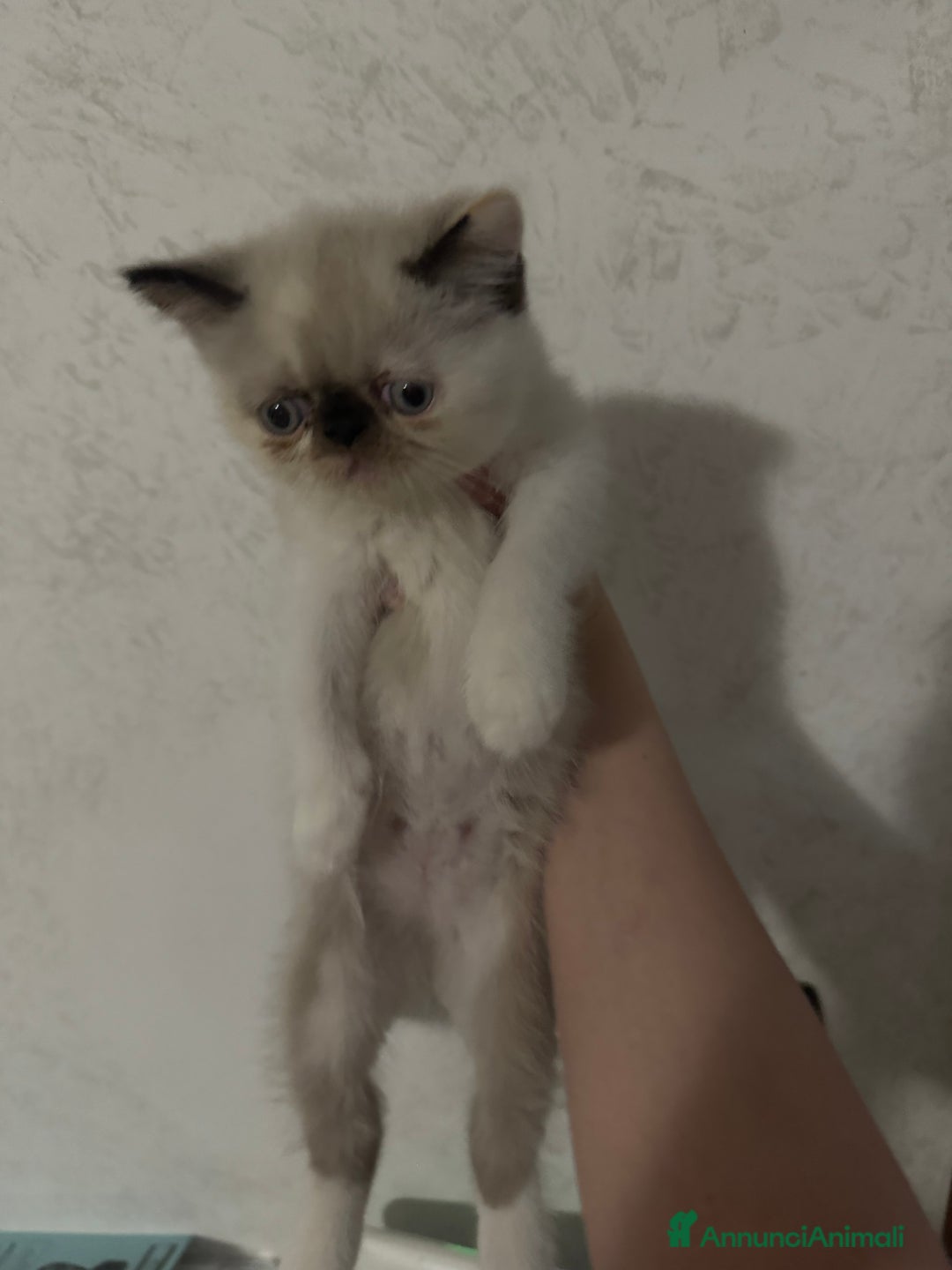 Exotic Shorthair gatti in vendita: Cuccioli gatti exotic shorthair a Provincia di Parma - Immagine 1