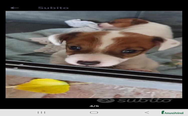 Jack Russell cani a Città Metropolitana di Firenze - Annuncio 1