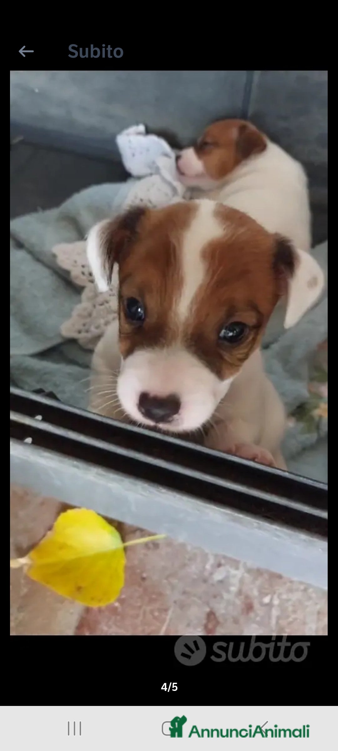 Jack Russell cani in vendita: Vendo cucciolo maschio Jack Russel con pedigree  a Città Metropolitana di Firenze - Immagine 1
