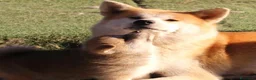 Akita Inu cani in vendita: Cuccioli di Akita da allevamento ENCI - Lombardia - Annuncio 6