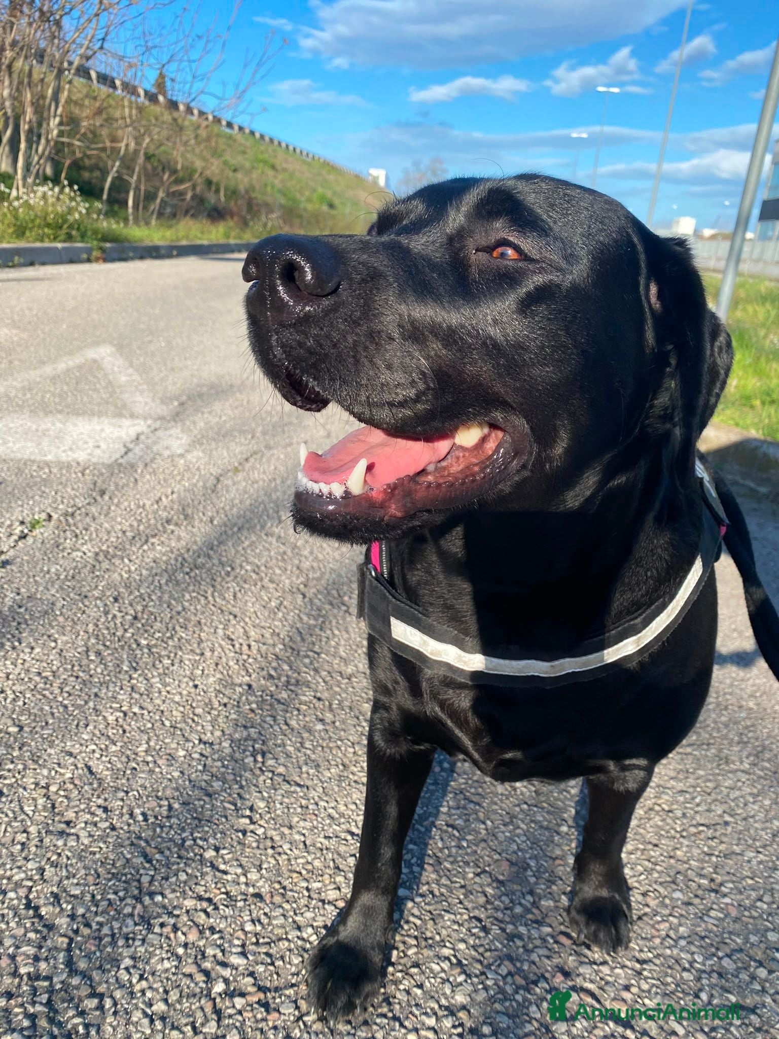 Labrador cani I cuccioli di Ethan e Camille  - Annuncio 5