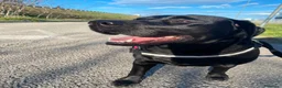 Labrador cani in vendita: I cuccioli di Ethan e Camille  a Provincia di Rimini - Annuncio 1