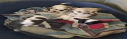 Chihuahua cani in vendita: Chihuahua cuccioli vari colori  - Annuncio 3