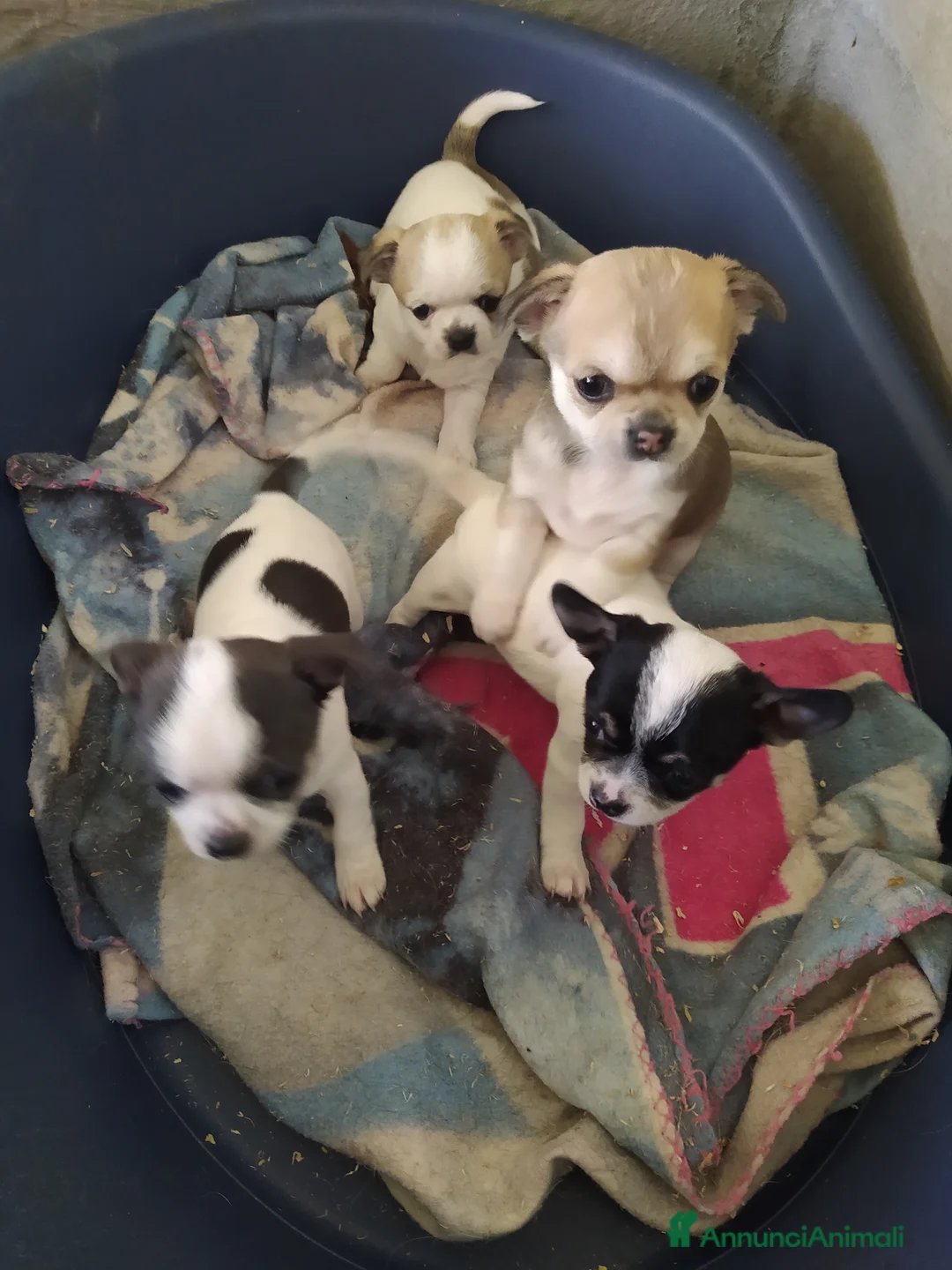 Chihuahua cani in vendita: Chihuahua cuccioli vari colori  - Annuncio 3