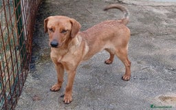 Meticcio cani in regalo: ELSA ASPETTA TE a Città metropolitana di Roma Capitale - Immagine 1