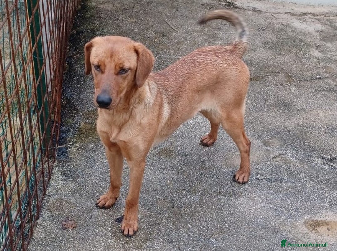 Meticcio cani in regalo: ELSA ASPETTA TE a Città metropolitana di Roma Capitale - Immagine 1