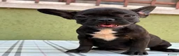 Bulldog Francese cani in vendita: Bulldog francese con Pedigree Enci  - Annuncio 9