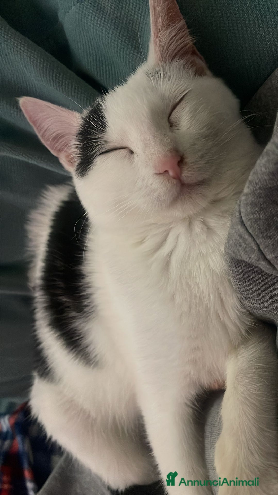 Meticcio gatti in regalo: BIANCO - Annuncio 3